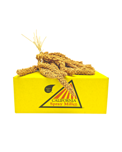 5 lbs. Spray Millet Box with bunch of Premium Golden Spray Millet on top
