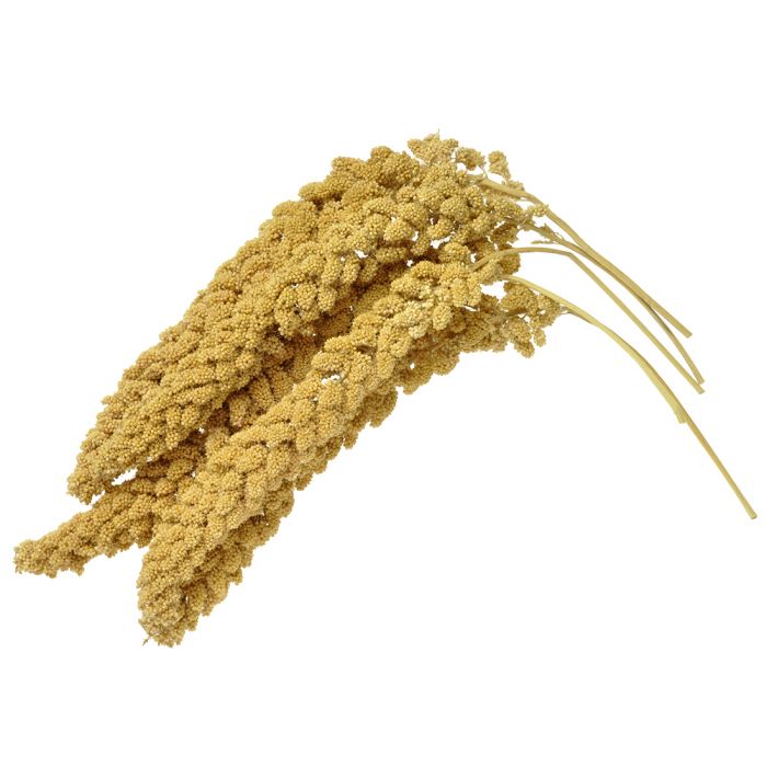 spray millet bulk