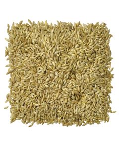 Canary Seed