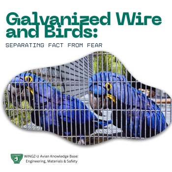 Galvanized wire and birds: separating fact from fear