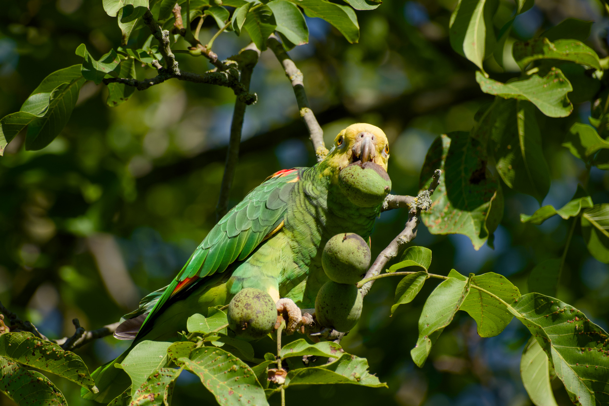 Wild amazon parrot foraging in the treetops